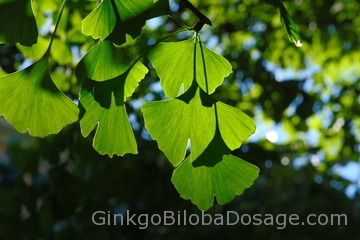 Ginkgo Biloba Benefits