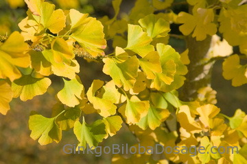 Ginkgo biloba dosage