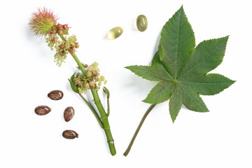 where to buy castor oil where to buy castor oil