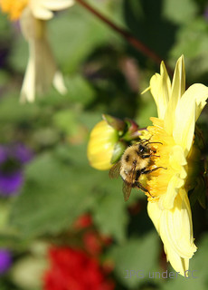 Royal Jelly fertility