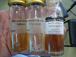 Saccharomyces boulardii lyo